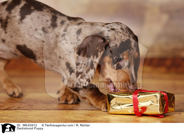 Dackel Welpe / Dachshund Puppy / RR-63912