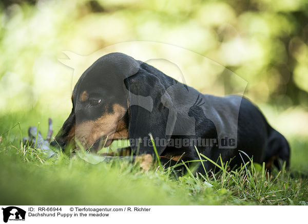 Dackel Welpe auf der Wiese / Dachshund Puppy in the meadow / RR-66944