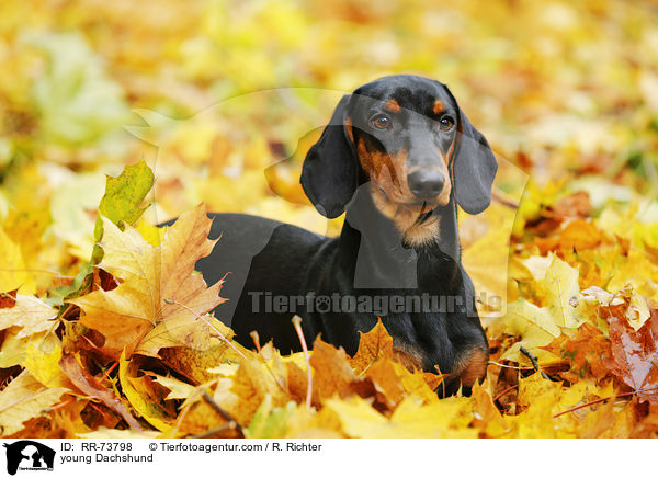 young Dachshund / RR-73798