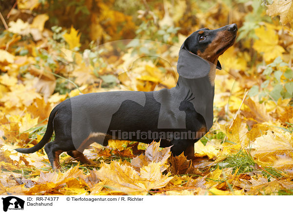 Dackel / Dachshund / RR-74377