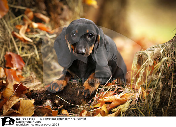 Dachshund Puppy / RR-74467