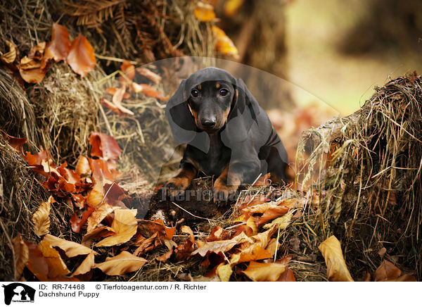 Dachshund Puppy / RR-74468