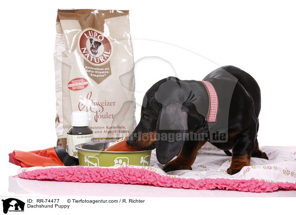 Dackel Welpe / Dachshund Puppy / RR-74477