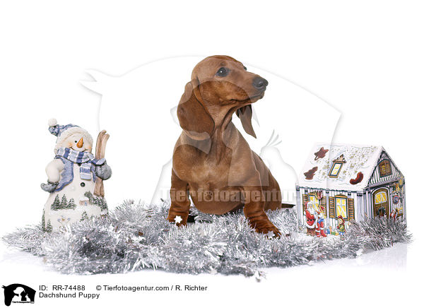 Dachshund Puppy / RR-74488