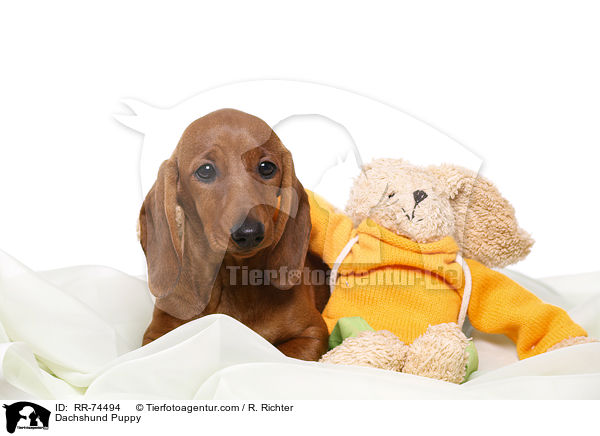 Dackel Welpe / Dachshund Puppy / RR-74494