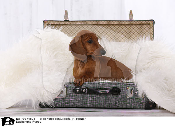 Dackel Welpe / Dachshund Puppy / RR-74525