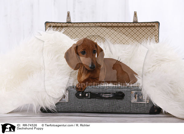 Dackel Welpe / Dachshund Puppy / RR-74526