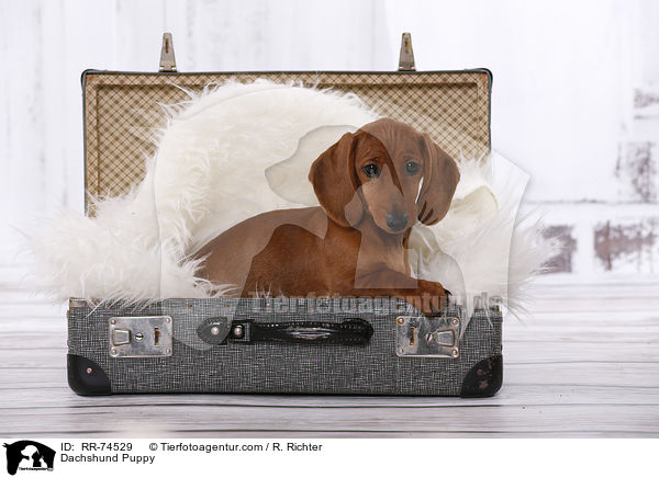 Dackel Welpe / Dachshund Puppy / RR-74529