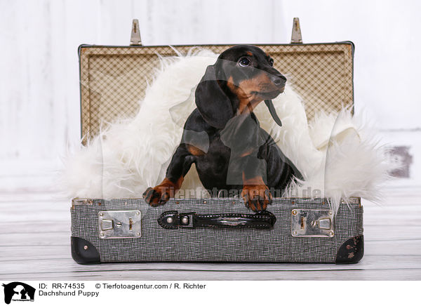 Dackel Welpe / Dachshund Puppy / RR-74535