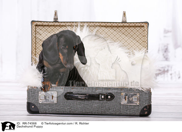 Dachshund Puppy / RR-74568