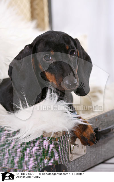 Dackel Welpe / Dachshund Puppy / RR-74579