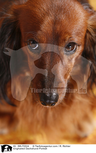 longhaired Dachshund Portrait / RR-75504