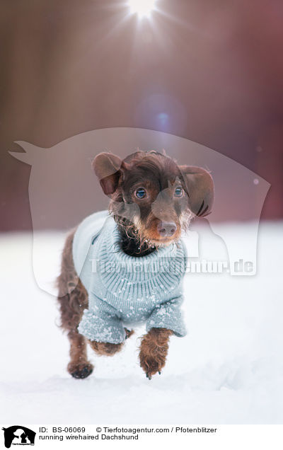 rennender Rauhaardackel / running wirehaired Dachshund / BS-06069