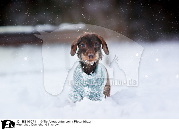 Rauhaardackel im Schnee / wirehaired Dachshund in snow / BS-06071