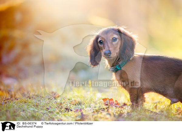 Dackel Welpe / Dachshund Puppy / BS-06374