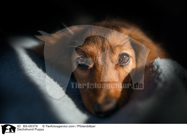 Dachshund Puppy / BS-06379