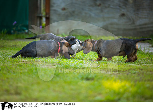 junge Dackel / young Dachshunds / KMI-04713