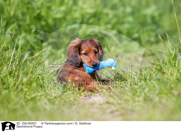 Dachshund Puppy / DG-08551