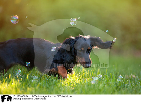 laufender Langhaardackel / walking longhaired Dachshund / BS-06634