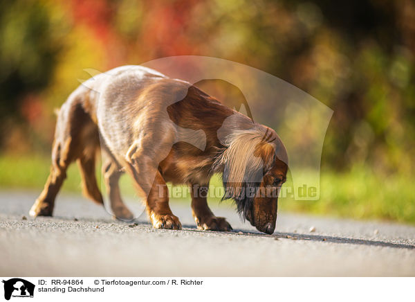 stehender Dackel / standing Dachshund / RR-94864