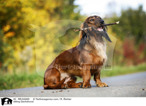 sitzender Dackel / sitting Dachshund / RR-94889