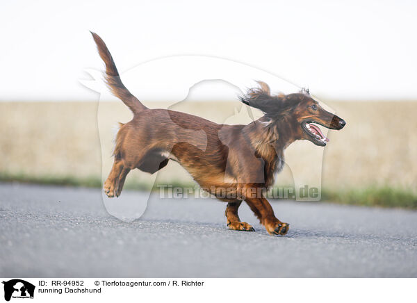 rennender Dackel / running Dachshund / RR-94952