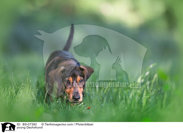 junger Dackel / young Dachshund / BS-07382