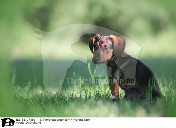 junger Dackel / young Dachshund / BS-07383