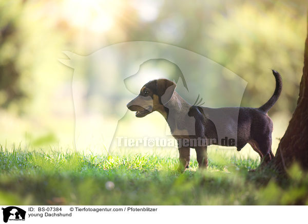 junger Dackel / young Dachshund / BS-07384