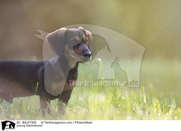 junger Dackel / young Dachshund / BS-07385