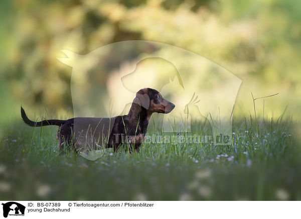junger Dackel / young Dachshund / BS-07389