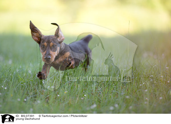 junger Dackel / young Dachshund / BS-07391
