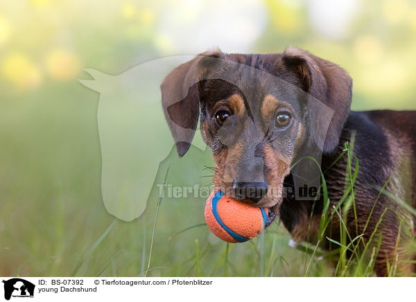 junger Dackel / young Dachshund / BS-07392