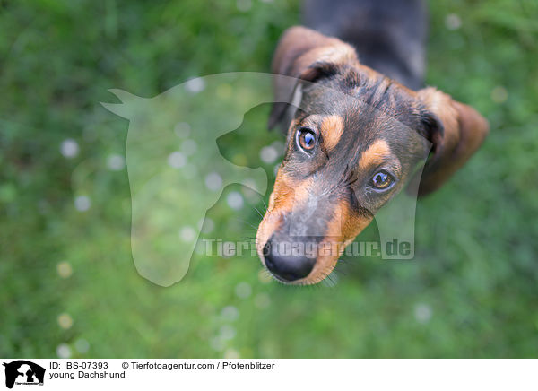 junger Dackel / young Dachshund / BS-07393