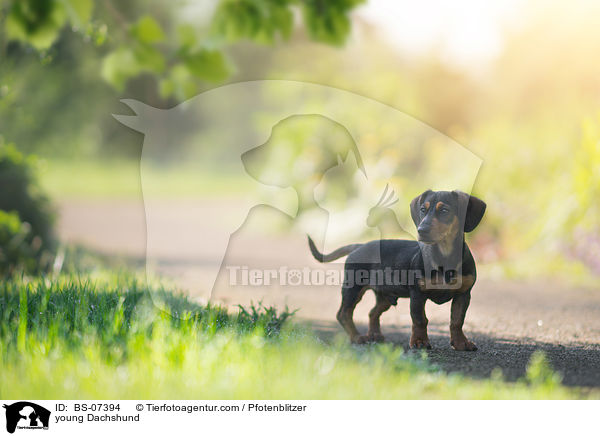 junger Dackel / young Dachshund / BS-07394