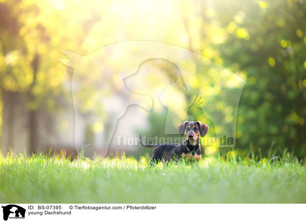 junger Dackel / young Dachshund / BS-07395