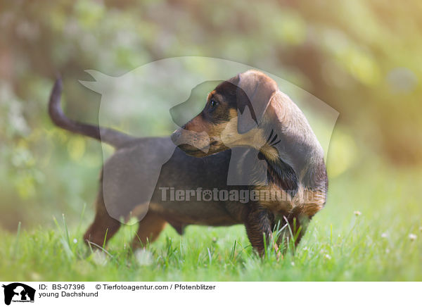 junger Dackel / young Dachshund / BS-07396