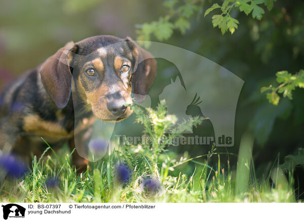 junger Dackel / young Dachshund / BS-07397