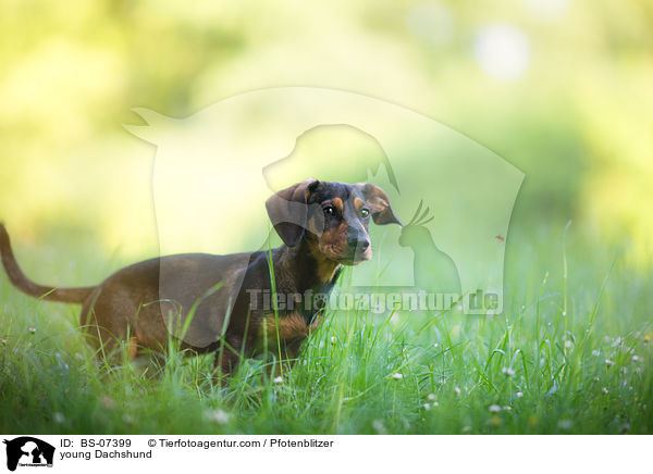 junger Dackel / young Dachshund / BS-07399