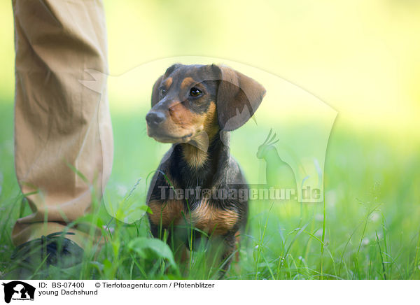 junger Dackel / young Dachshund / BS-07400