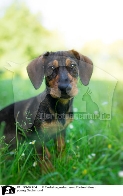 junger Dackel / young Dachshund / BS-07404