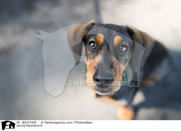 junger Dackel / young Dachshund / BS-07405