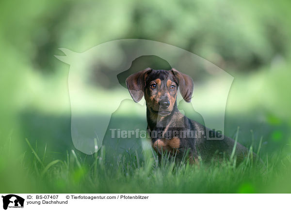 junger Dackel / young Dachshund / BS-07407