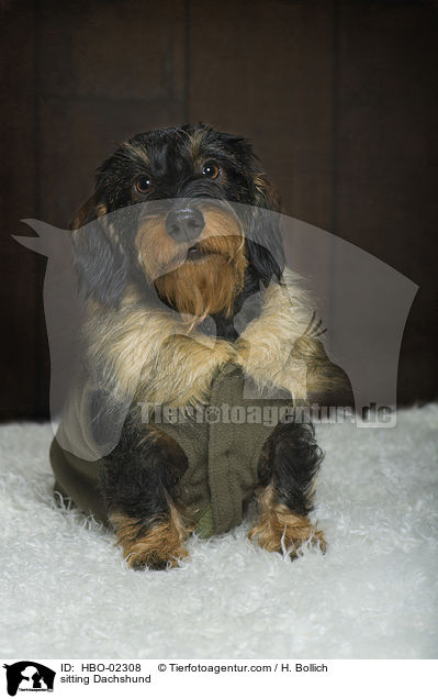 sitzender Dackel / sitting Dachshund / HBO-02308