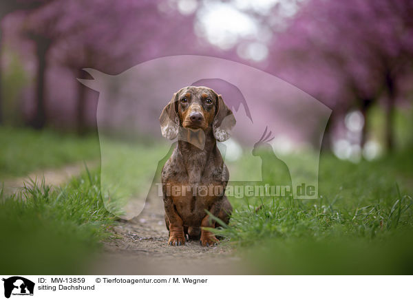 sitzender Dackel / sitting Dachshund / MW-13859