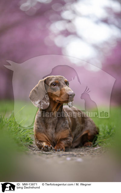 liegender Dackel / lying Dachshund / MW-13871