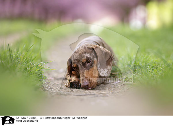 liegender Dackel / lying Dachshund / MW-13880