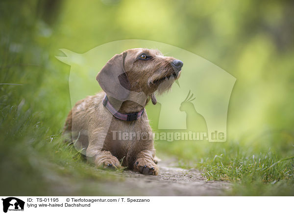 liegender Rauhaardackel / lying wire-haired Dachshund / TS-01195