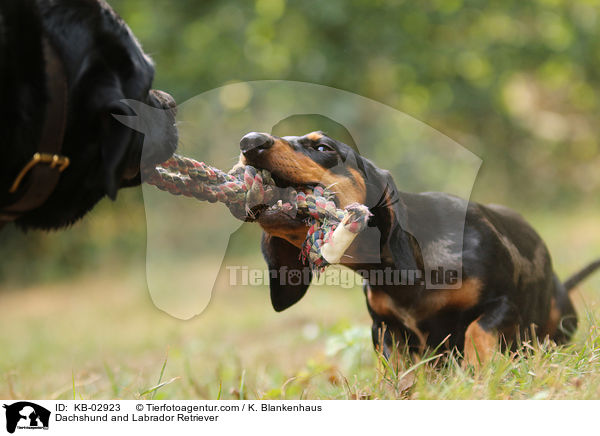 Dackel und Labrador Retriever / Dachshund and Labrador Retriever / KB-02923