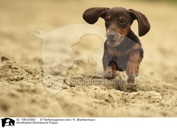 Kurzhaardackel Welpe / shorthaired Dachshund Puppy / KB-03983